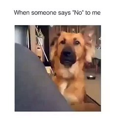 Funny Animals Vines February 2016 part 6 | BestChoiceVine