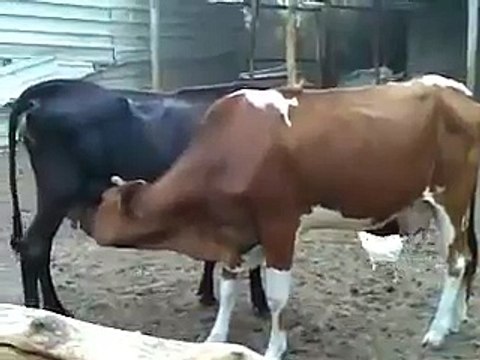 FUNNY ANIMALS! Look At These Silly Cows Milking Each Other