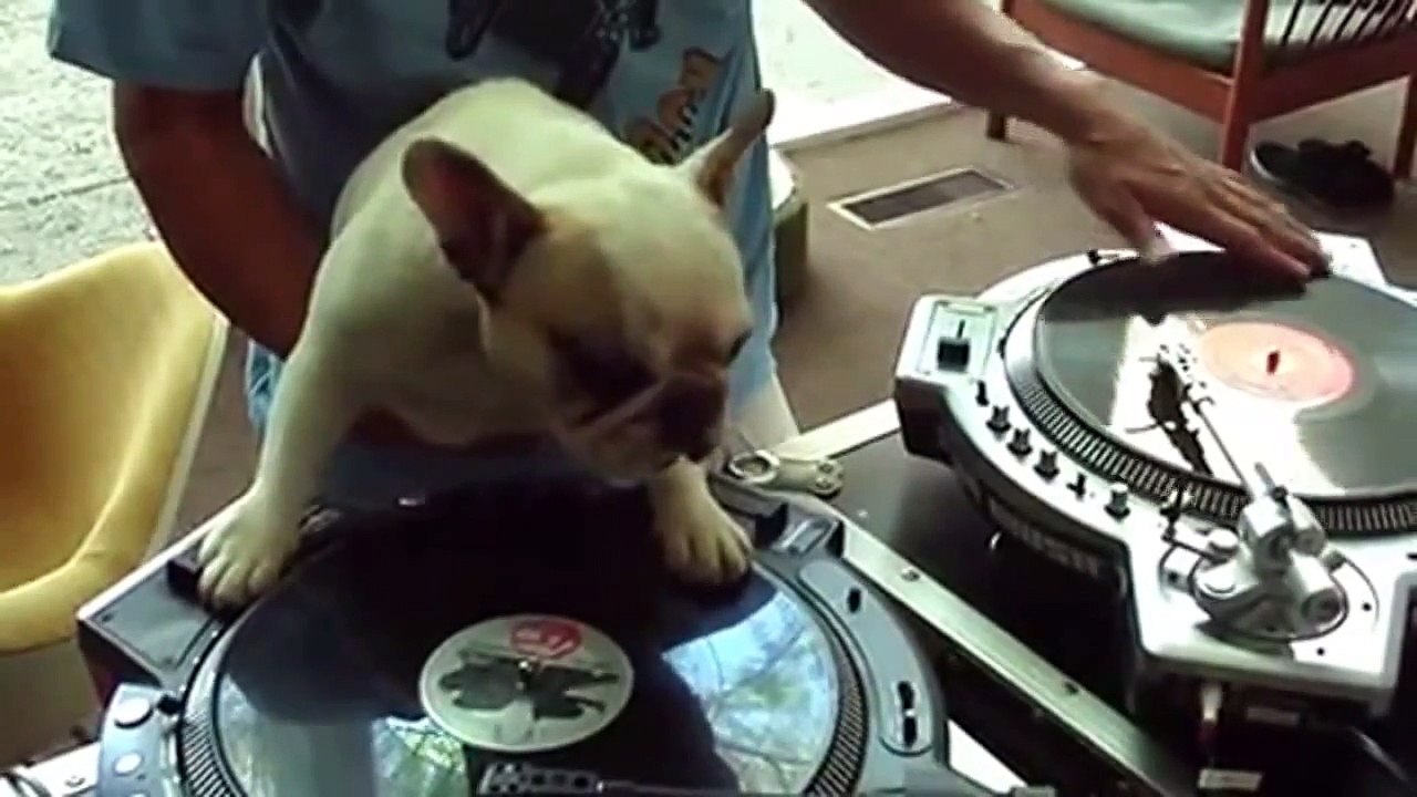 funny animals