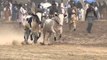 Amazing and dangerous Bull Race in Pakistan