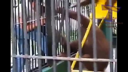 Animals Can Be Jerks - Supercut Compilation 2013!