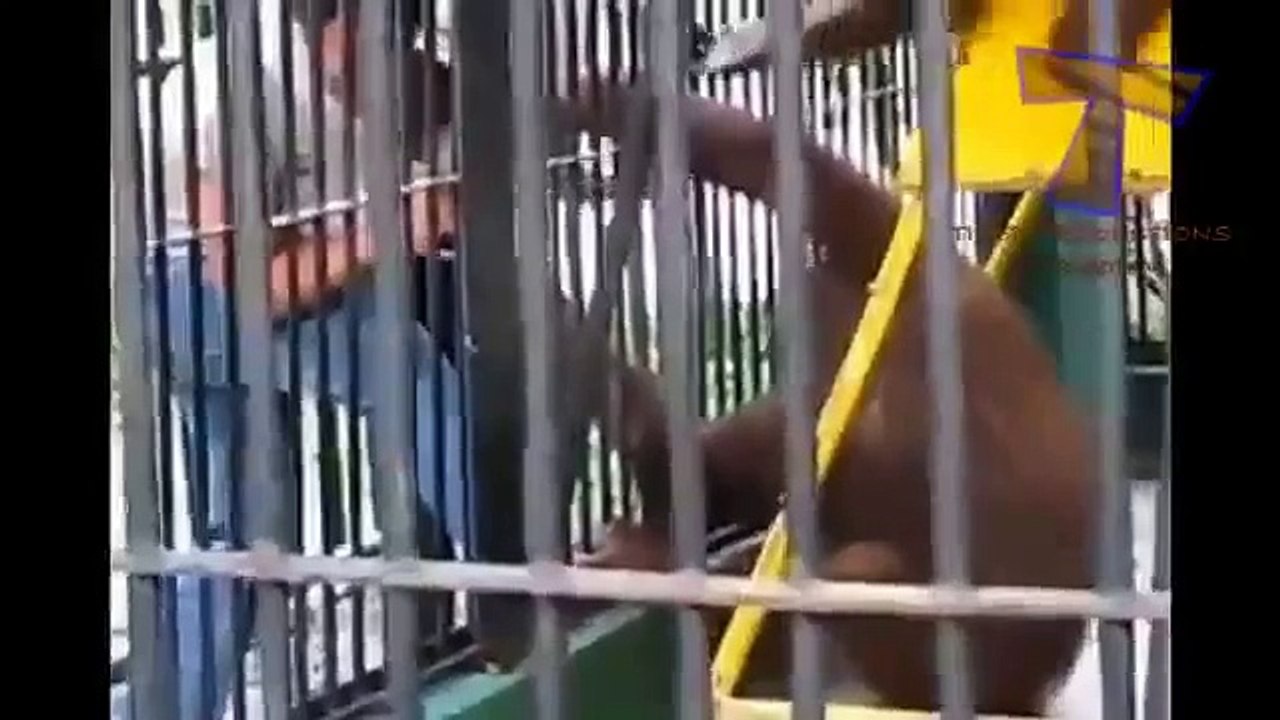 Animals Can Be Jerks - Supercut Compilation 2013!