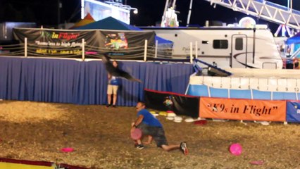 Flying dog (repülő kutya)