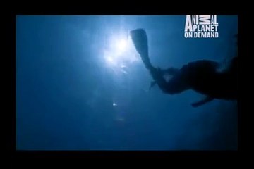 GREAT BARRACUDA ATTACK 37