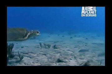 GREAT BARRACUDA ATTACK 52