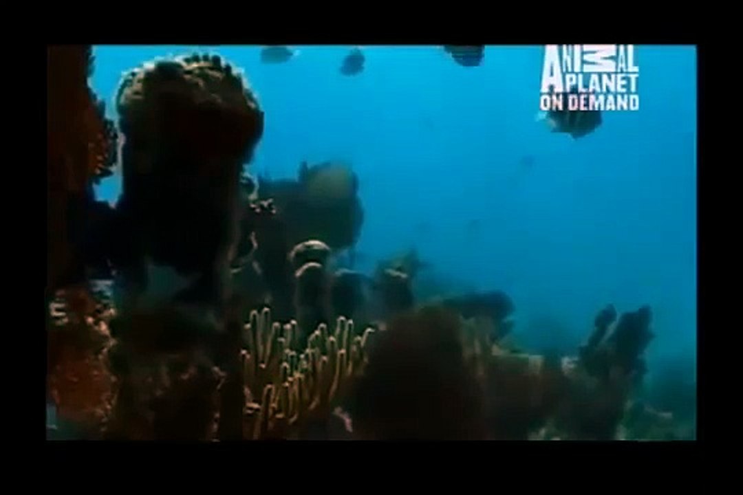 GREAT BARRACUDA ATTACK 57