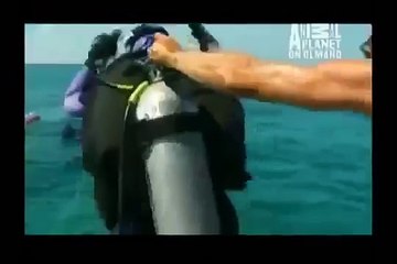 GREAT BARRACUDA ATTACK 66