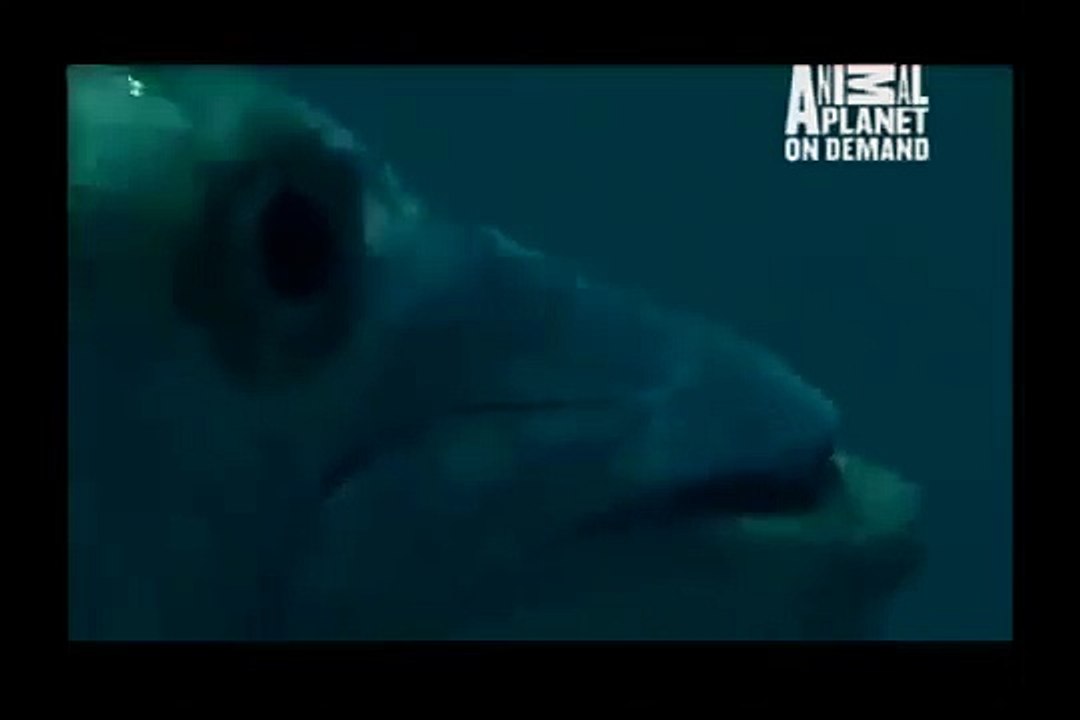GREAT BARRACUDA ATTACK 83