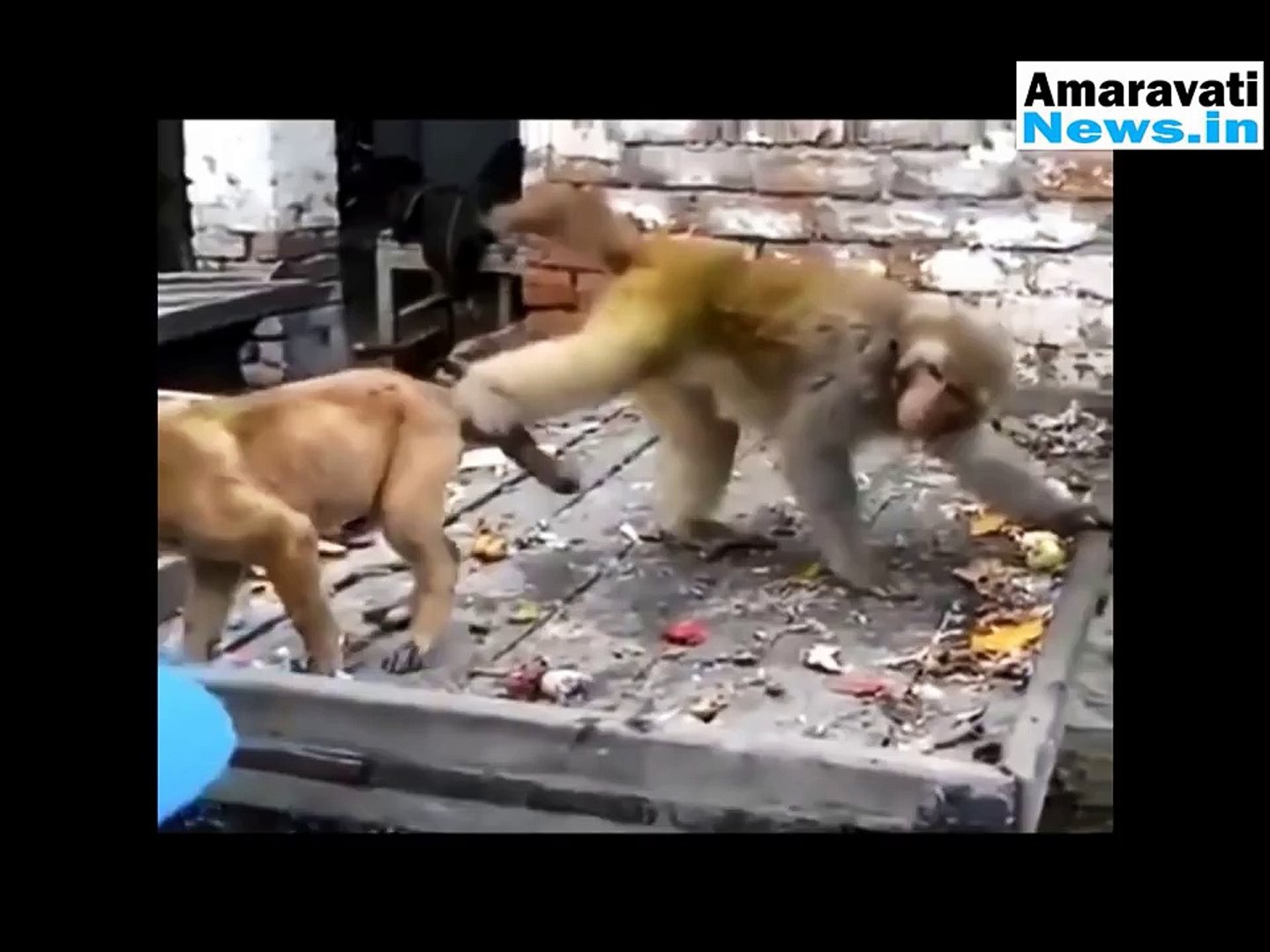 ⁣Funny Animal Videos Comedy Monkey Videos | Animals | Dog | Pets