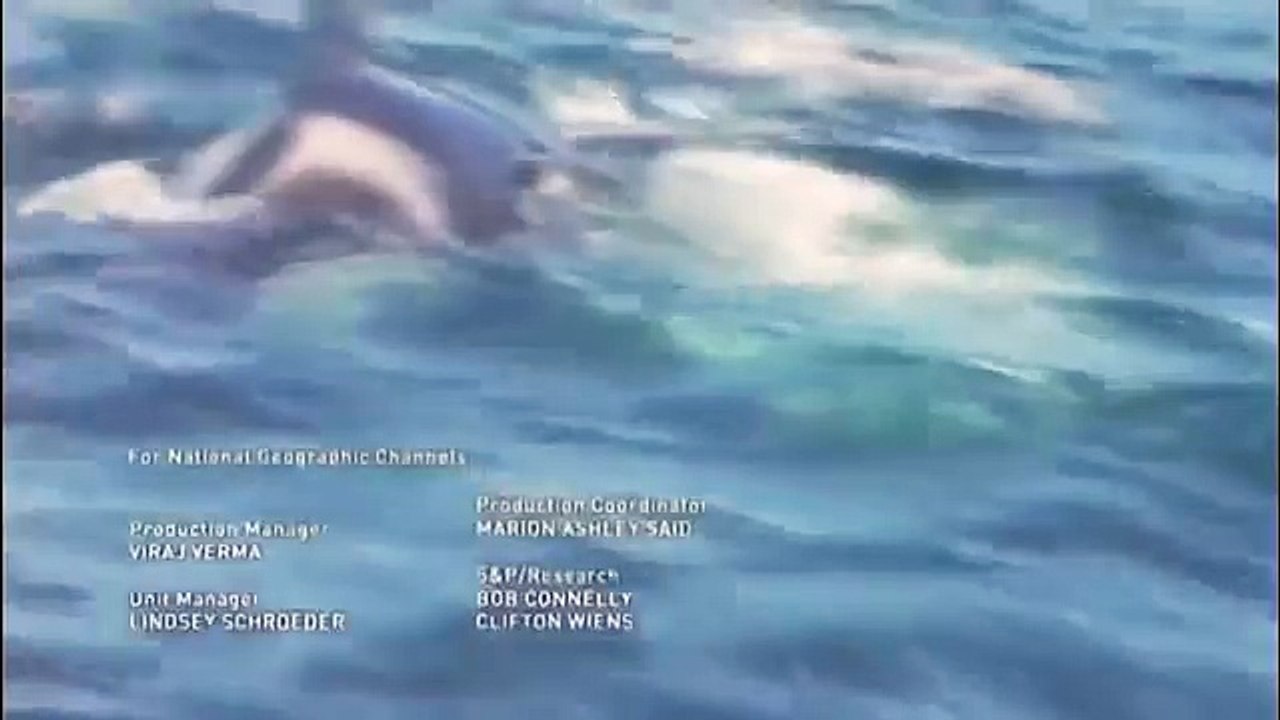 Great White shark Vs Killer Whale HD3