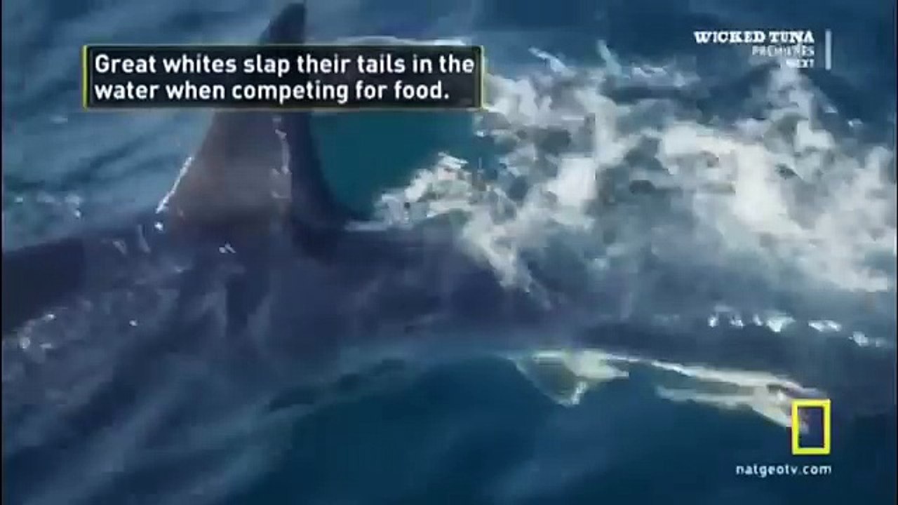 Great White shark Vs Killer Whale HD24