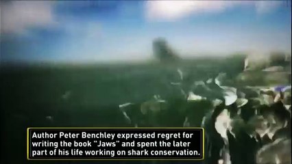 Great White shark Vs Killer Whale HD27