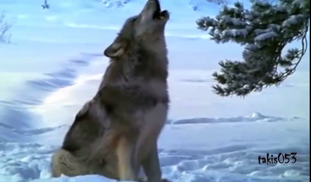 Enya - Crying Wolf