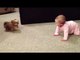 Filed Baby On The Floor, but is this Puppy, my father can not stop laughing!
