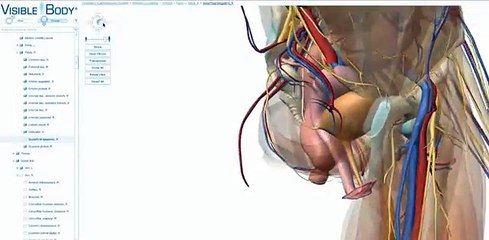 Visible Body Male and Female Reproductive and Urinary Systems