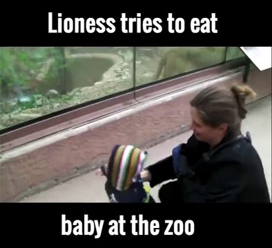 lioness tries to eat a baby at the zoo