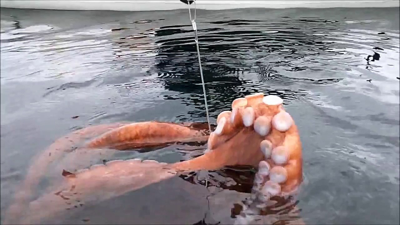 Mysterious Prehistoric Sea Creature