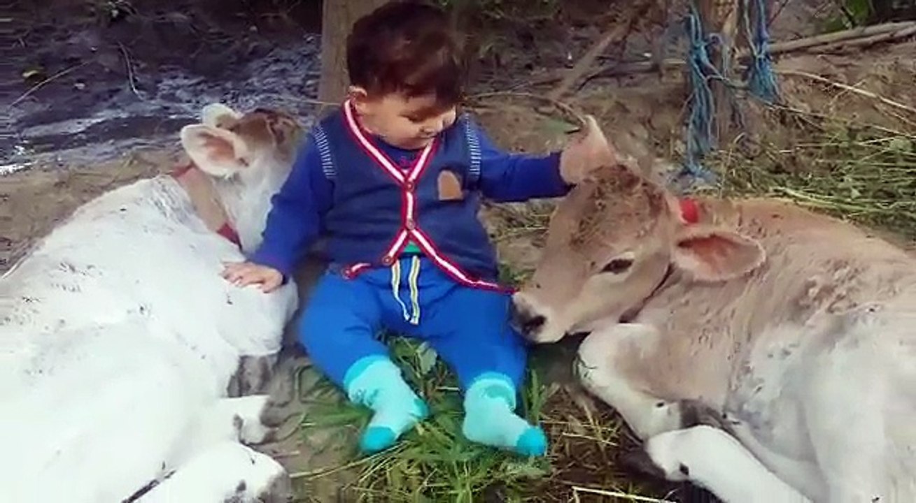 Komik sevimli bebek videosu. bebeğin yeni doğmuş danayla aşkı . 2015