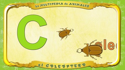 la Multipedia de animales. Letra C el Coleóptero