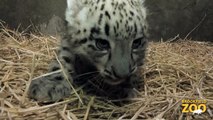 Two Snow Leopard Cubs Born at Brookfield Zoo