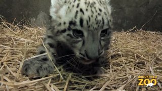 Two Snow Leopard Cubs Born at Brookfield Zoo