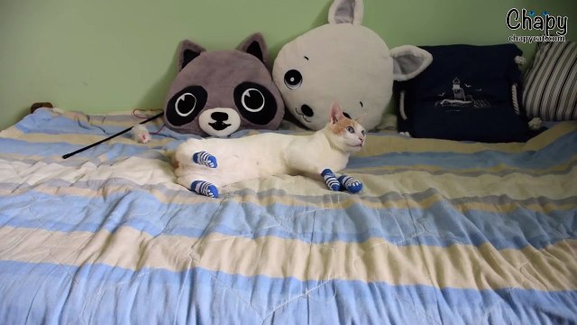 What Happens When A Cat Wears Socks