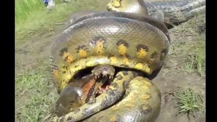 Anaconda vs Crocodile - Python vs Alligator compilation