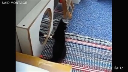 cats and mirrors