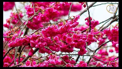 Dünyadaki binbir güzelliğin tesadüfen olduğunu iddia edenler her bir güzelliğin hesabını ahirette tek tek verecekler.