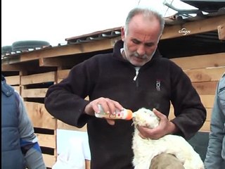 Çift başlı oğlak, görenleri şakına çevirdi