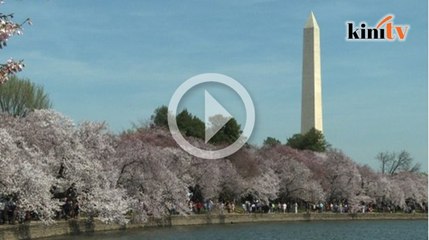 Wajah Washington diwarnai keindahan bunga ceri