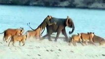 lions vs elephant