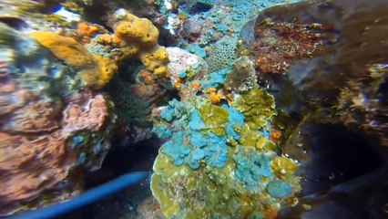 SCUBA Diving Tulamben (Bali, Indonesia)