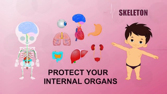 Skeleton - Human Body Parts - Pre School Know Your Body - Animated Videos For Kids
