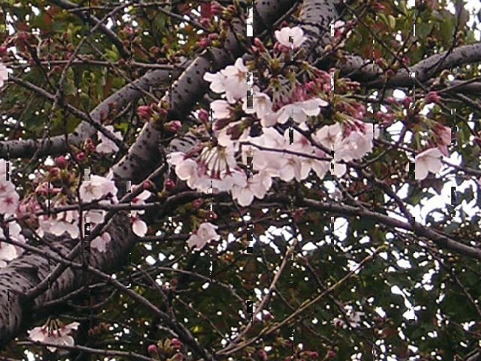 Sakura