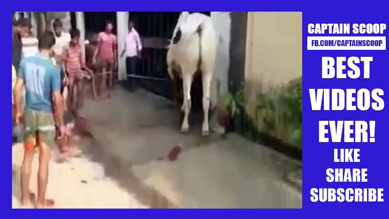 Funny Videos 2016 TRY NOT TO LAUGH CHALLENGE IMPOSSIBLE FUNNY PRANKS FUNNY FAILS 2016