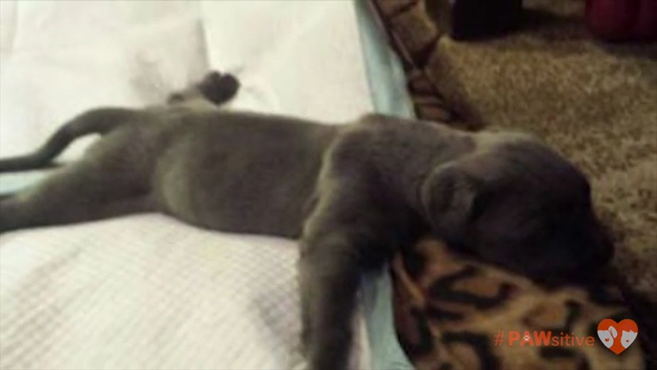 Breeder was going to throw out "defective" Mastiff puppy until this happens