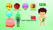 Skin - Human Body Parts - Pre School Know Your Body - Animated Videos For Kids