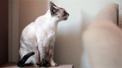 N2 the Talking Cat S4 Ep13 - How to be a Comedian