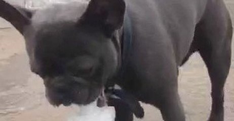 French Bulldog Tries to Tame Water Fountain in Worcester
