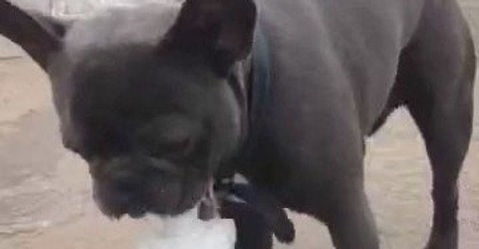 French Bulldog Tries to Tame Water Fountain in Worcester