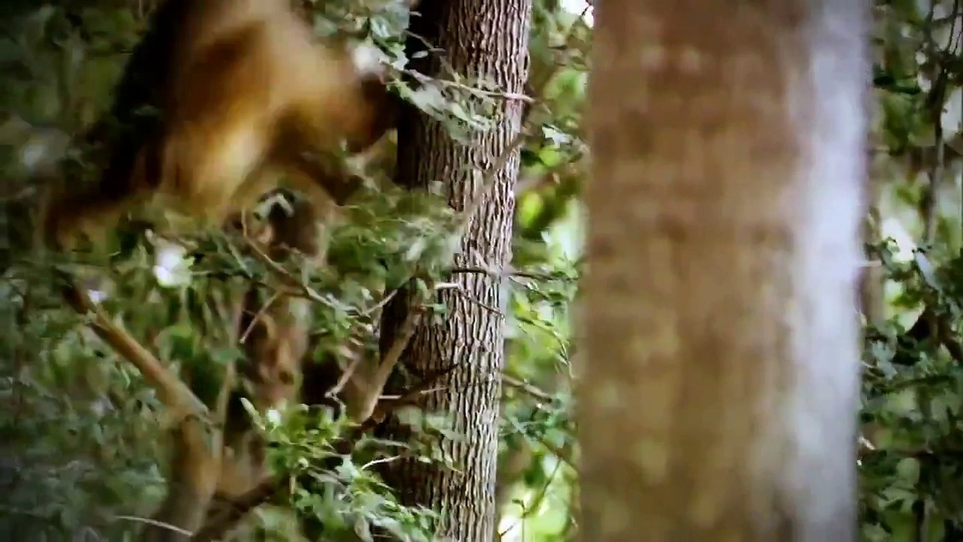 ⁣Wildlife animals documentary Hyenas hunting National geographic Animal planet HD