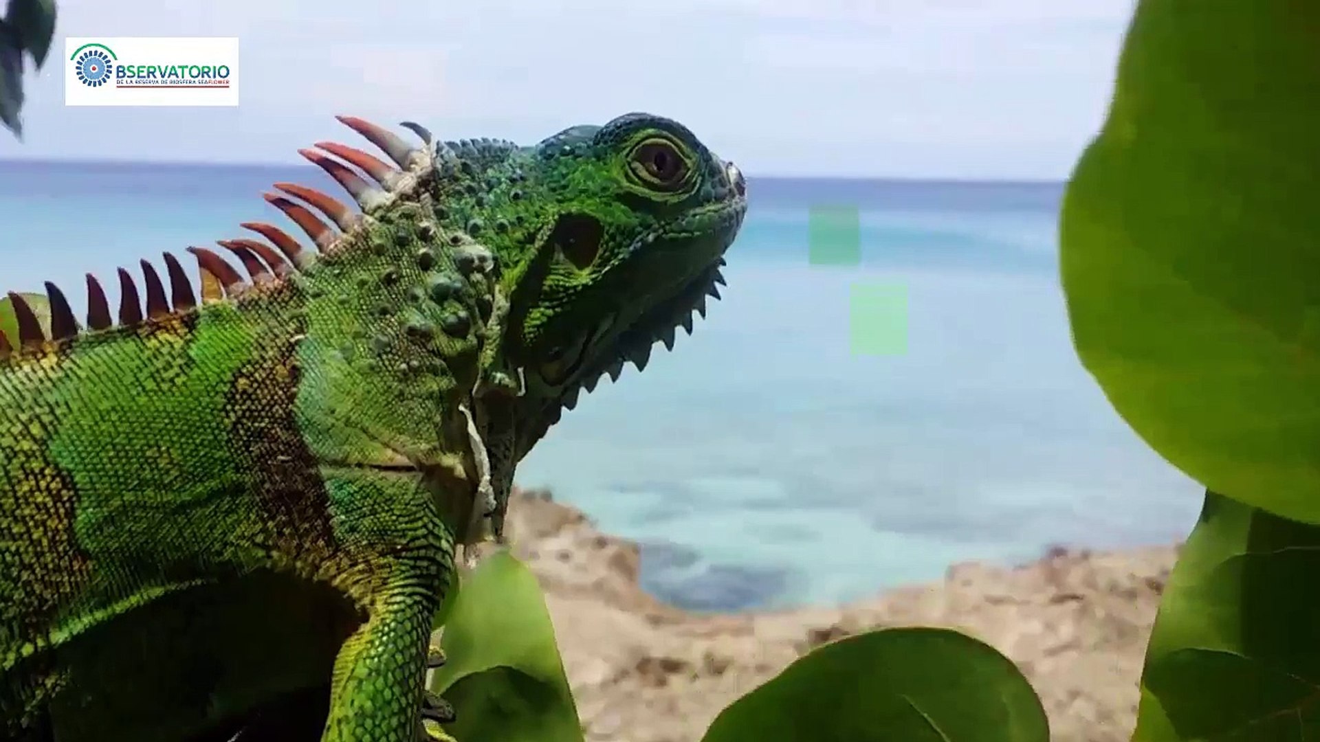 ⁣IGUANA VERDE