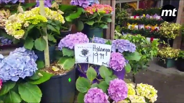 Vamos al Granville Island public market de Vancouver con Marisol