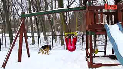 Quasi The Hunchback Hound