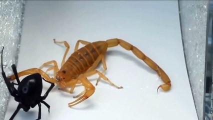 Escorpión vs Viuda Negra. Black Widow vs Scorpion