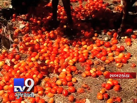 Price drop - angry farmers throw away tomatoes, Sabarkantha - Tv9 Gujarati
