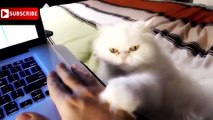 Смешные Кошки 2016! (#10) Веселая Видео Подборка! Смешные Животные 2016/