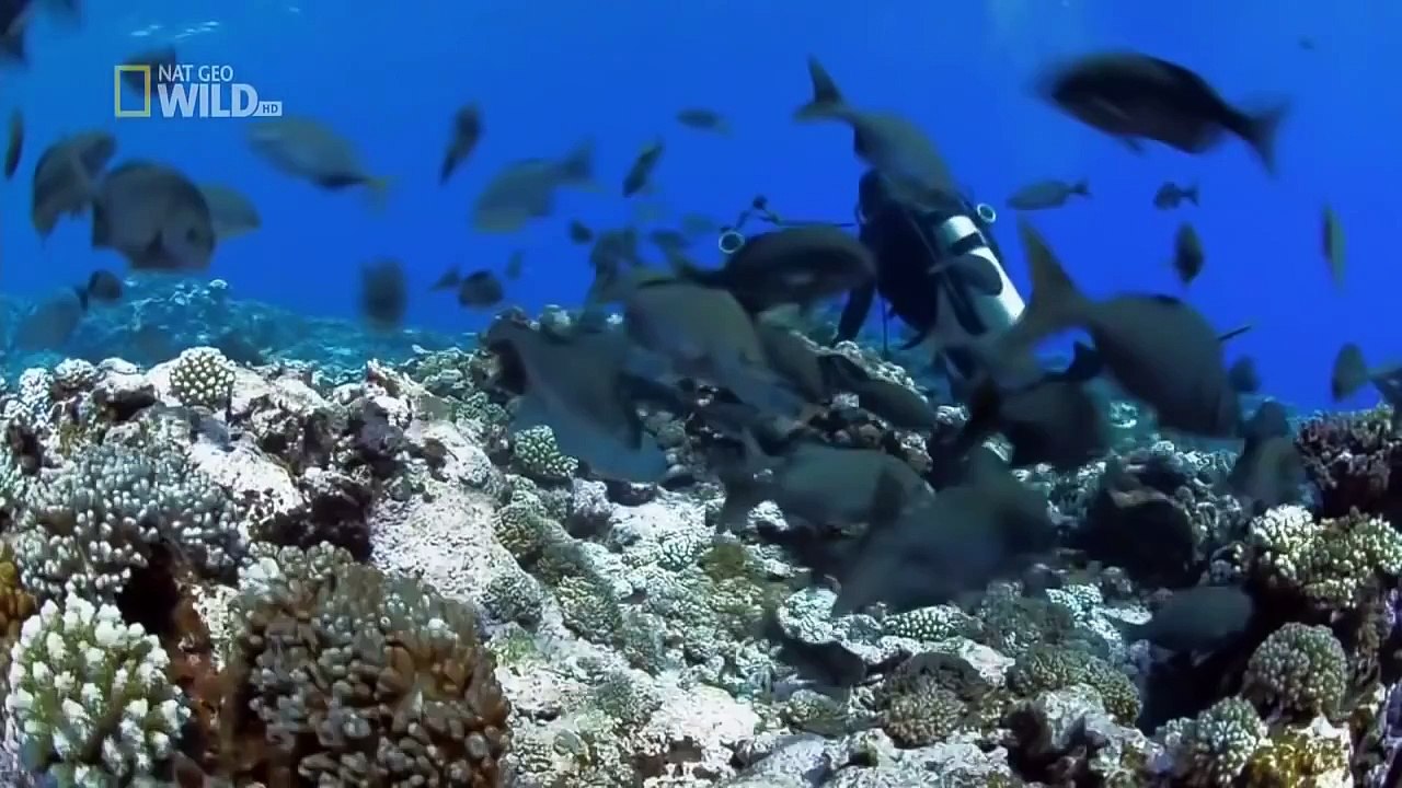 Wildlife animals documentary Discovery channel National Geographic Animal planet