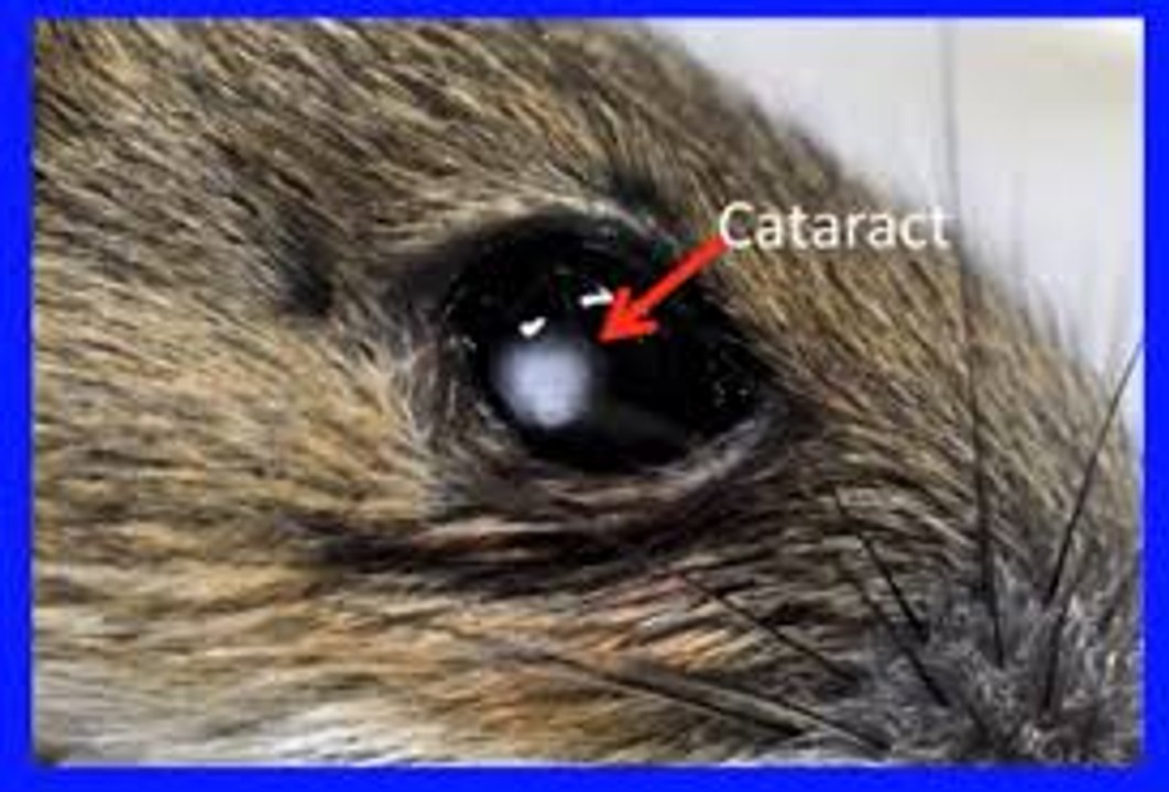 Radiation causes blindness in wild animals in Chernobyl